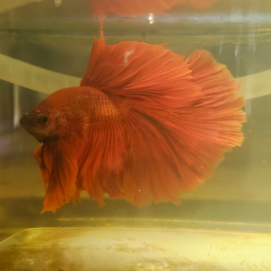 Giant Full Red Rosetail Halfmoon Betta(OHM) 2605A17