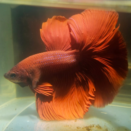 Giant Full Red Rosetail Halfmoon Betta(OHM) 2605A29