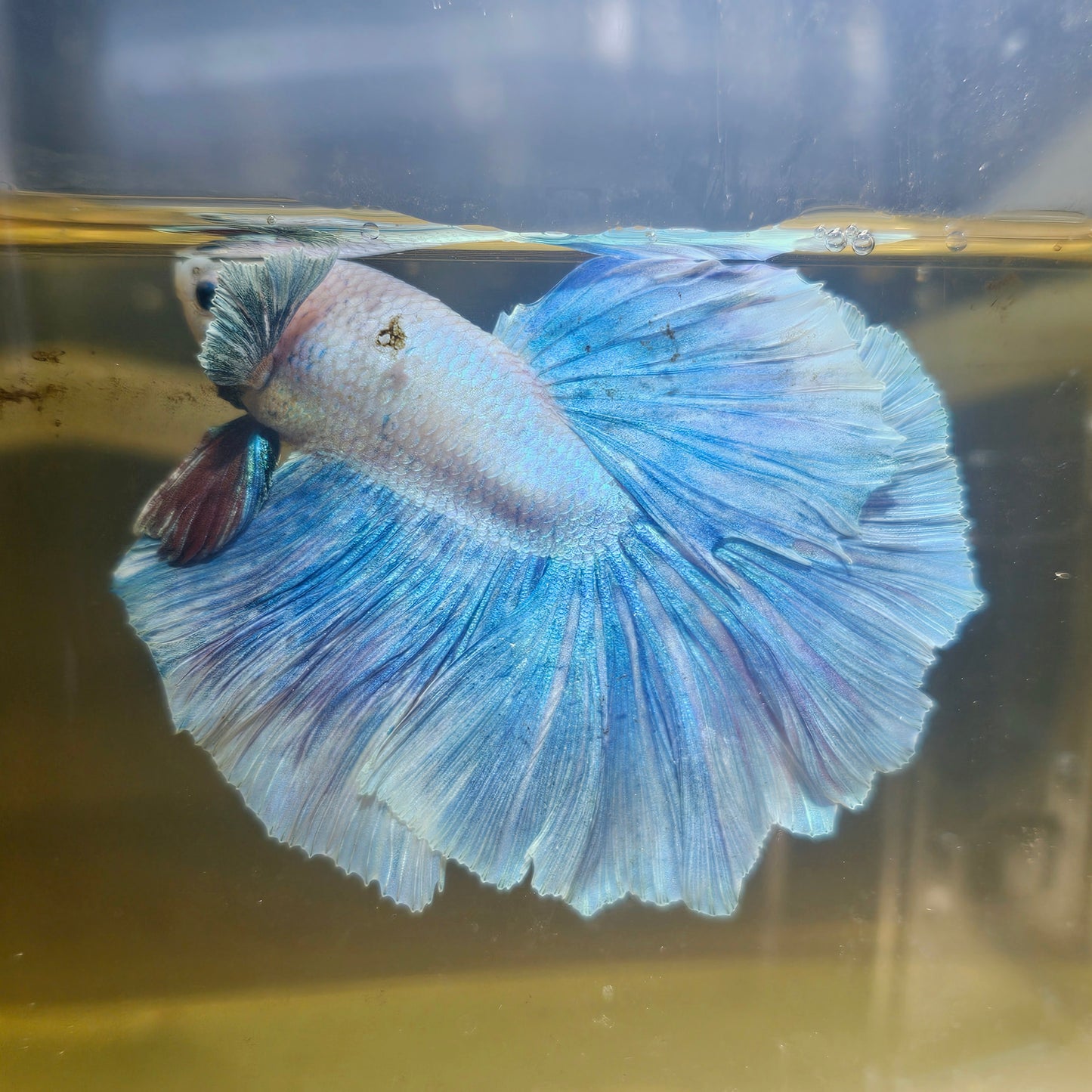 Light Color Rosetail Halfmoon Betta(OHM)2605A15