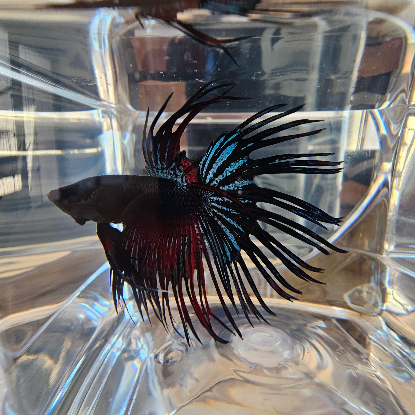 CT BLACK-RED 250720