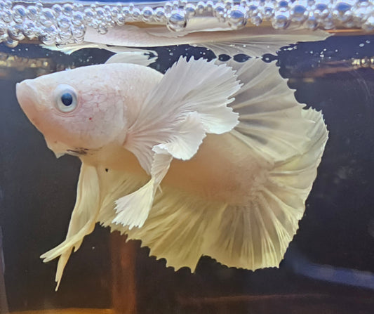 DUMBO BIANCO PURO PK 03