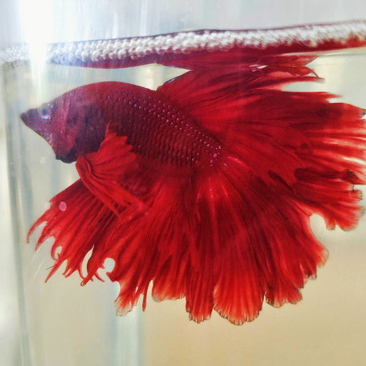 SOLID COLOR SPECIAL TAIL HALFMOON BETTA 260935 premium Betta Fish detail