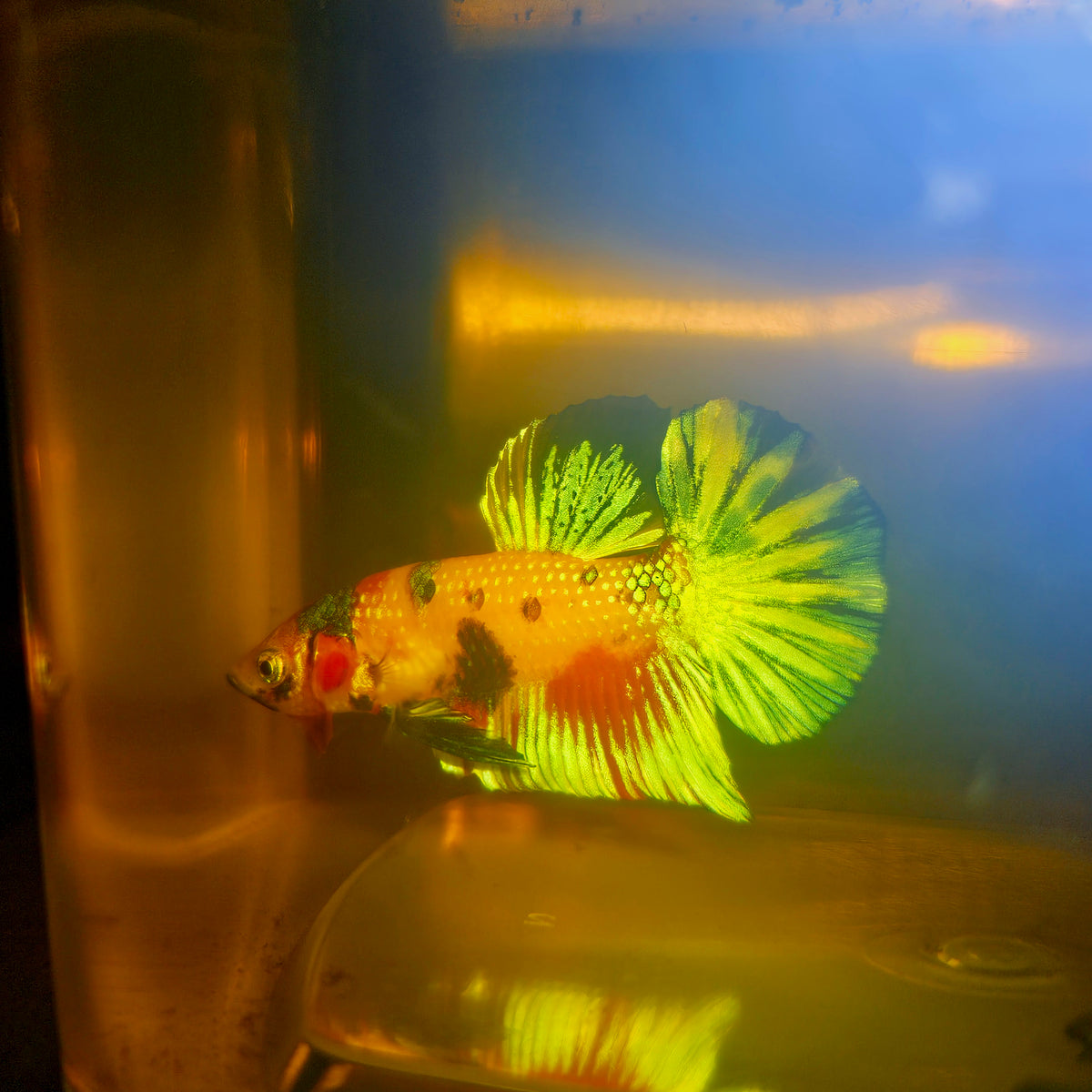 Metalic Candy Betta 260406