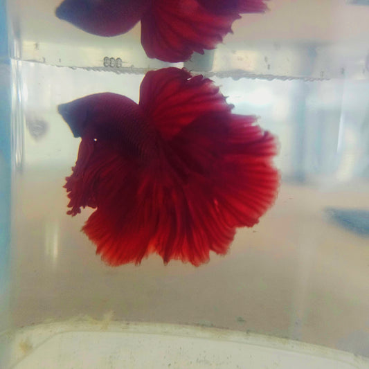 SOLID COLOR SPECIAL TAIL HALFMOON BETTA 290630 premium Betta Fish detail