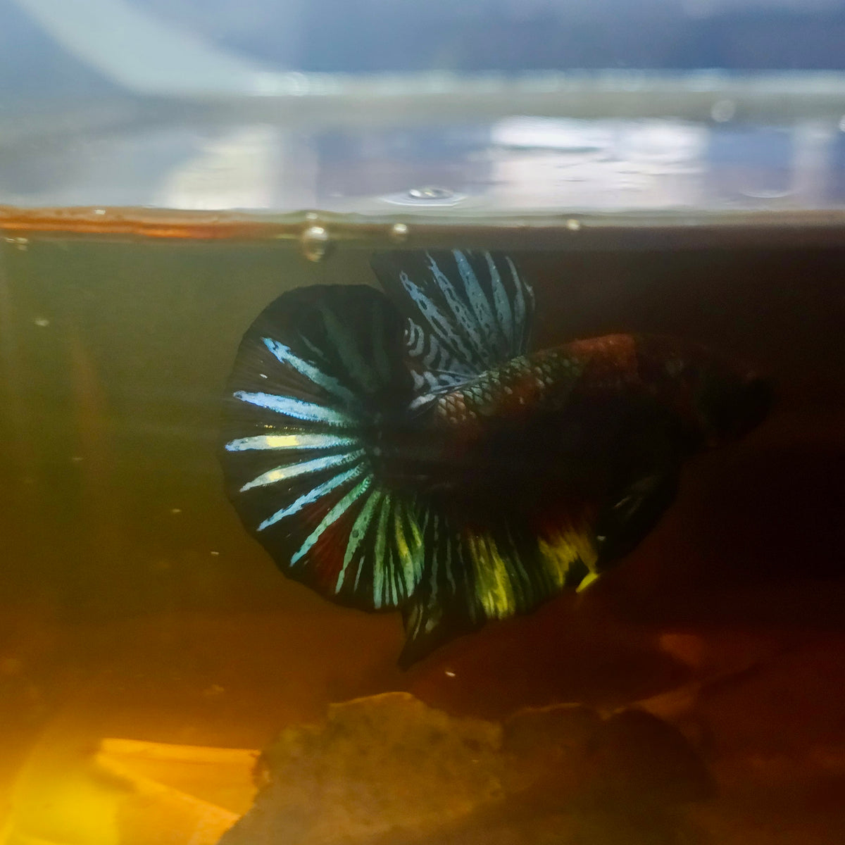 Metalic Candy Betta 260456