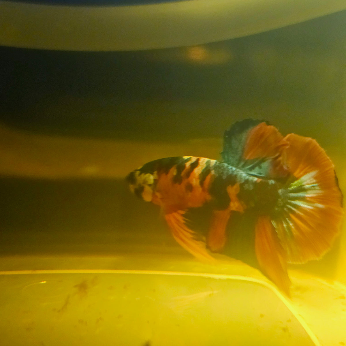 Nemo Candy Betta 260435