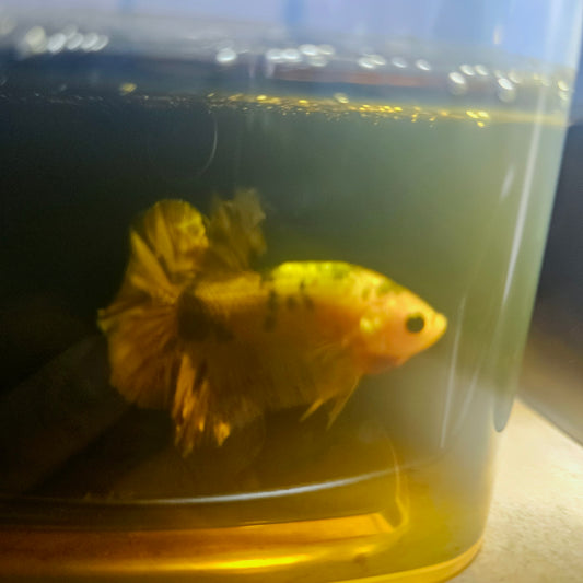 METALIC CANDY BETTA 260446