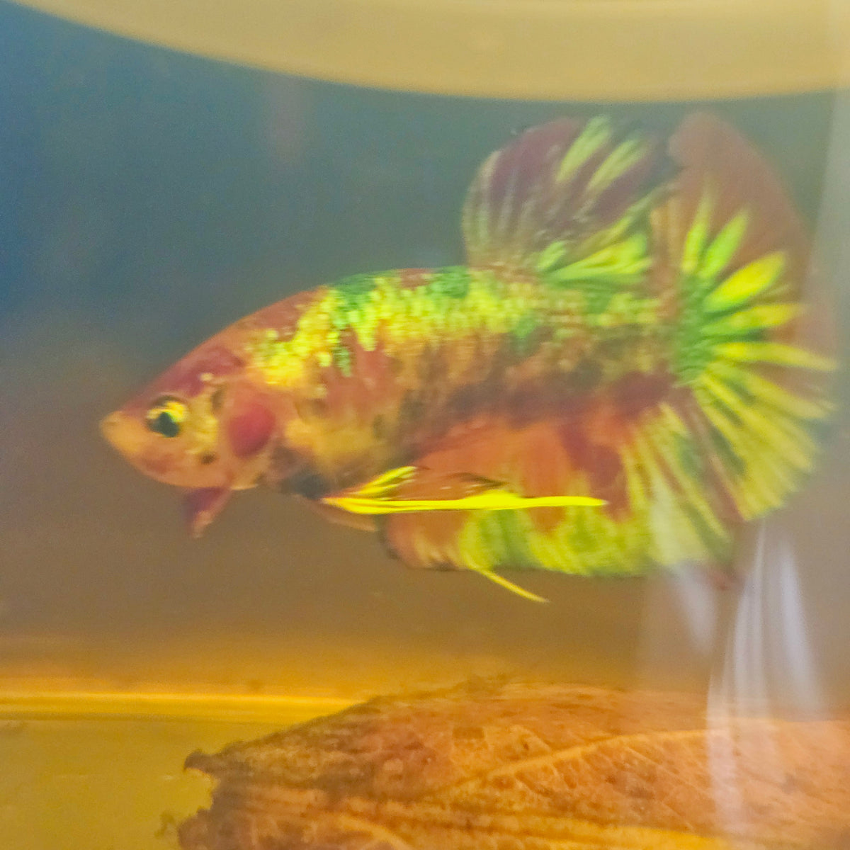 Metalic Candy Betta 260473