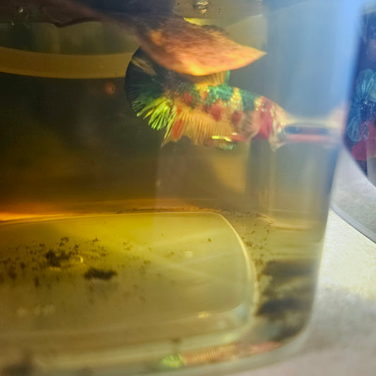 METALIC CANDY BETTA 260476