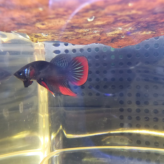 WILD BETTA SIAMORIENTALIS 0624
