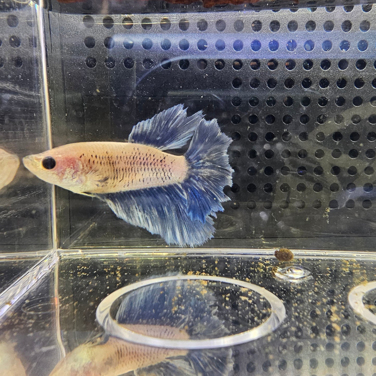 FEATHER TAIL HALFMOON FEMMINA GRIGIO BLUE 0645