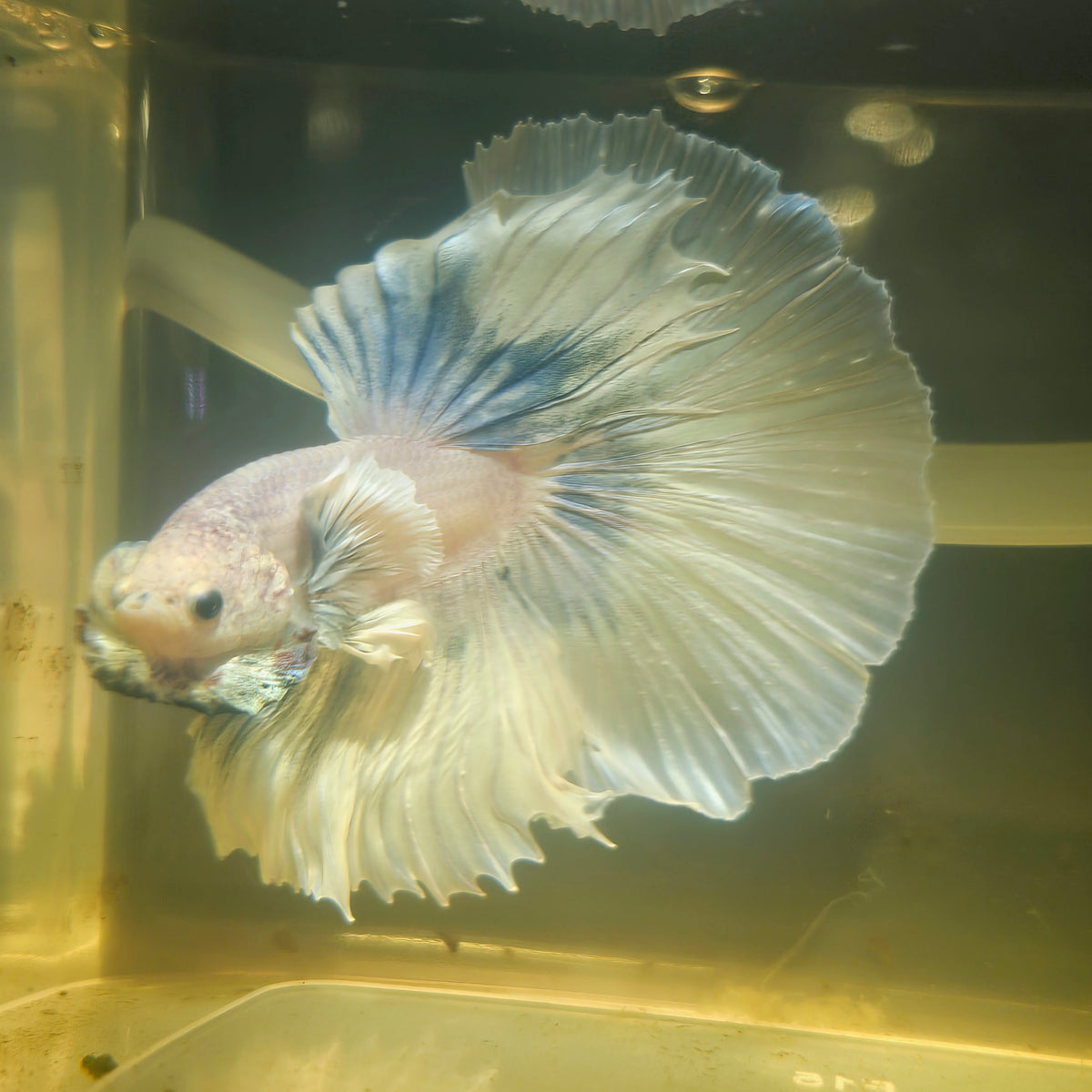 Light Color Dumbo Rosetail Halfmoon Betta 2605A19