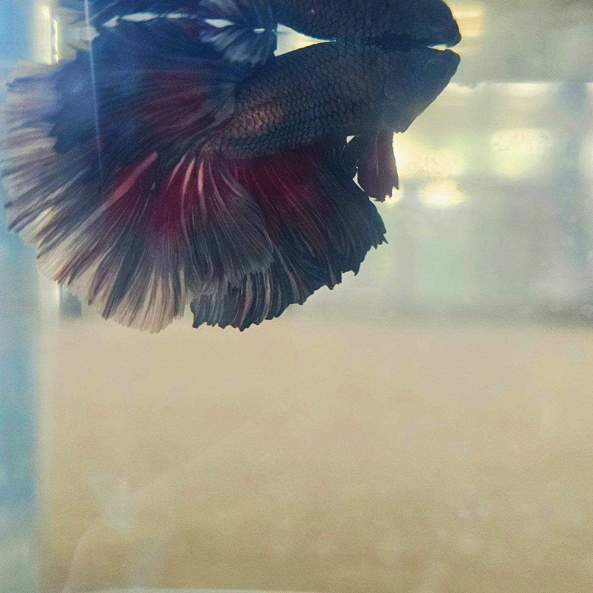 DARK COPPER COLOR SPECIAL TAIL HALFMOON BETTA 260917