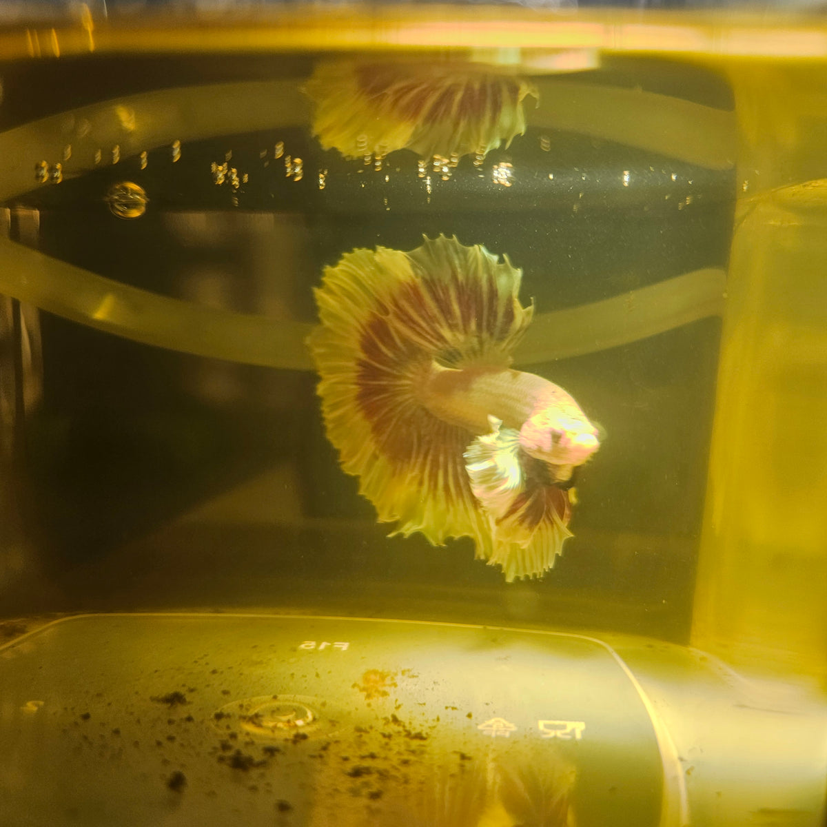 Purple White Rosetail Dumbo Halfmoon Betta 2605A49