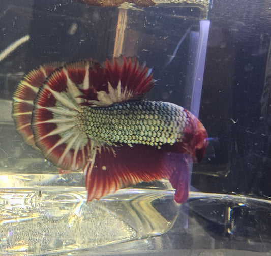 RED-BLUE FCCP BETTA 06