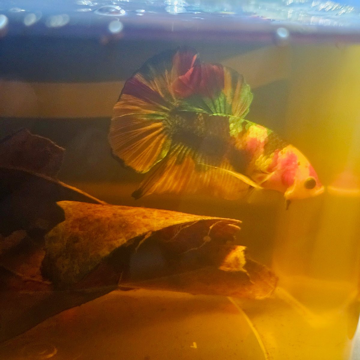 Nemo Candy Betta 260455
