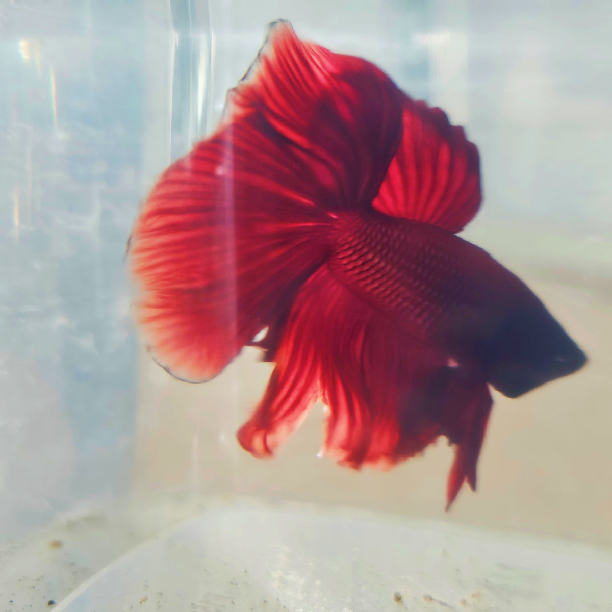SOLID COLOR SPECIAL TAIL HALFMOON BETTA 260936