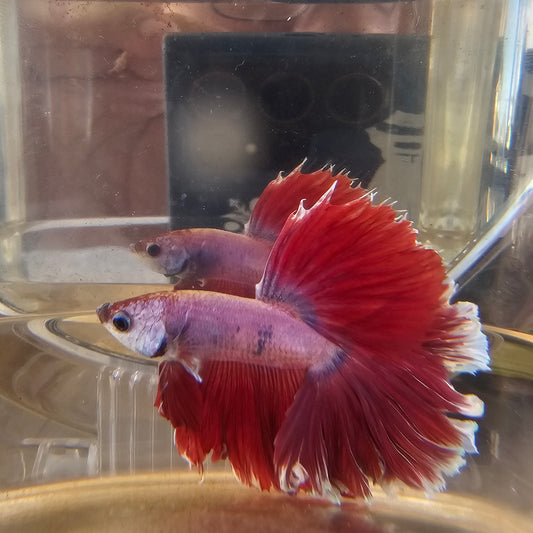 Halfmoon Apache fucsia 250730