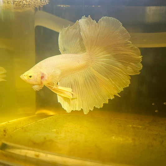 Light Color Rosetail Halfmoon Betta 2605A11