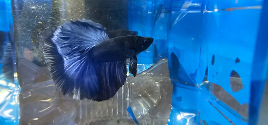 SUPER FULL BLUE HM (M)250960