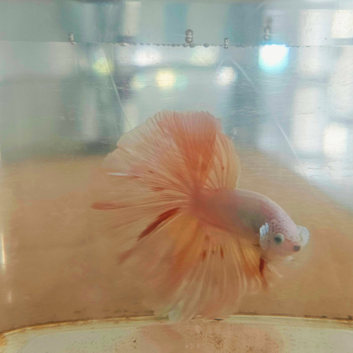 LIGHT COLOR OHM TAIL HALFMOON BETTA 260908