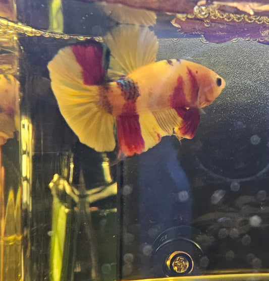 YELLOW CANDY PK 05 (SPECIALE)