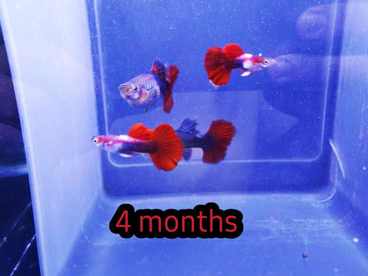 RED ROSÉ GUPPY THAILANDIA 4 MESI/2 MESI(VENDITA A COPPIE)