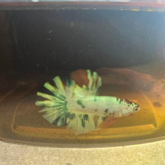 METALIC CANDY BETTA 260485