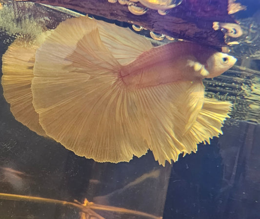 HALFMOON BIANCO PURO 02