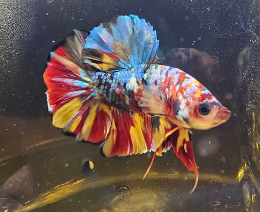 CANDY GALAXY RAINBOW (RARO) 08