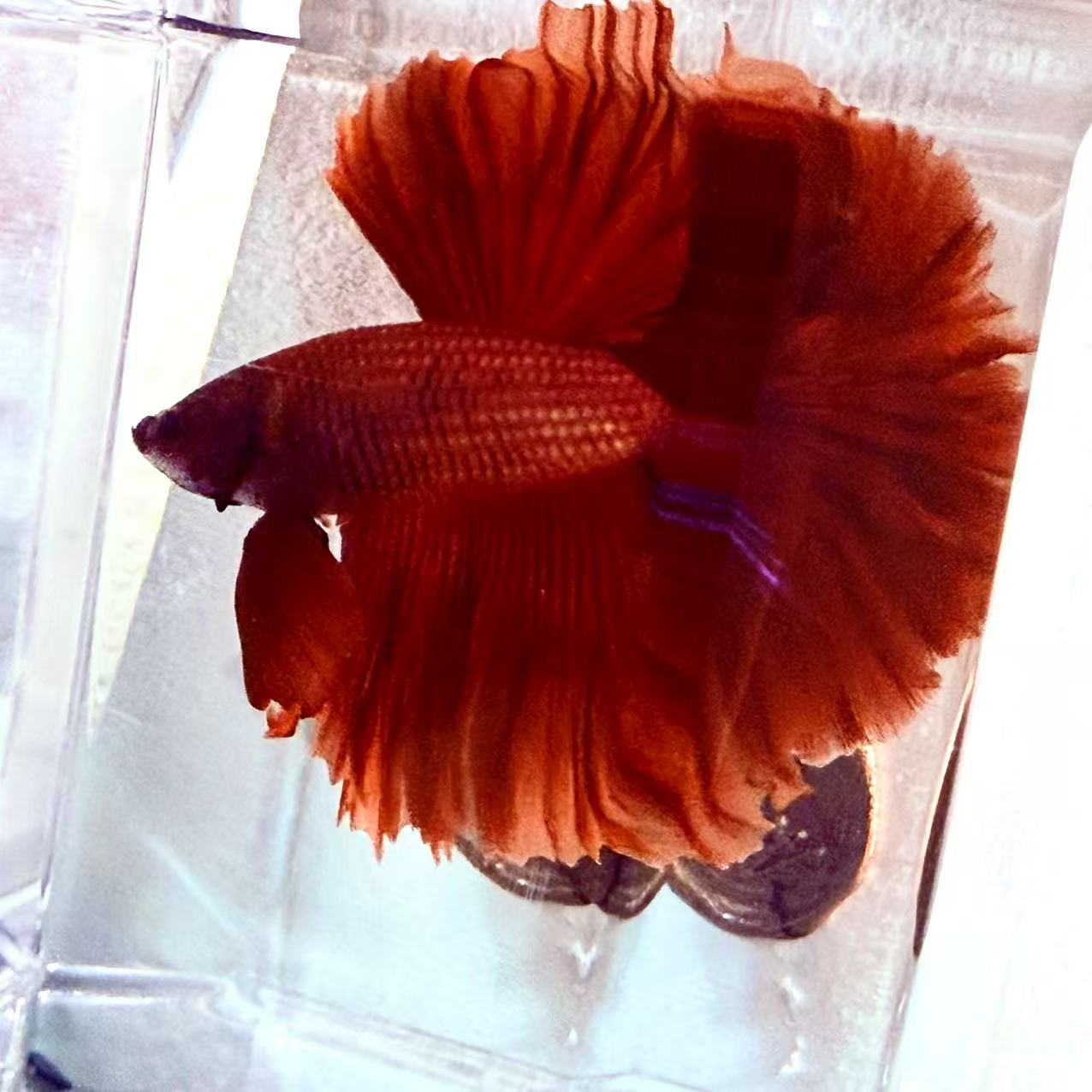 SUPER RED TAIL HALFMOON 01