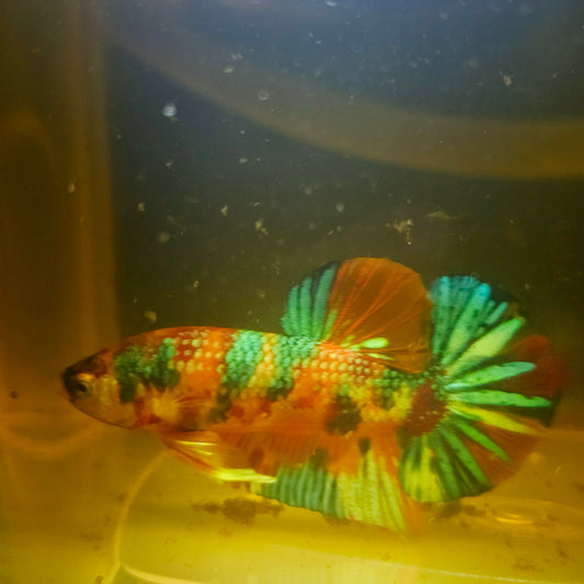 METALIC CANDY BETTA 260463