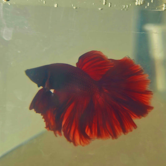 SOLID COLOR SPECIAL TAIL HALFMOON BETTA 260929 premium Betta Fish detail