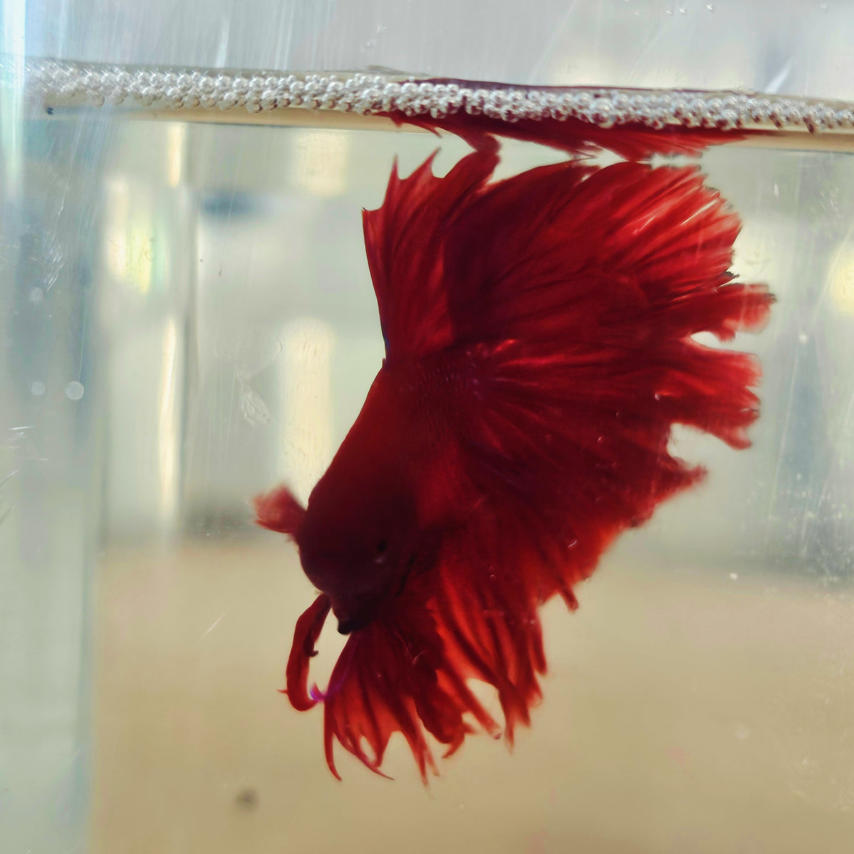 SOLID COLOR SPECIAL TAIL HALFMOON BETTA 260935