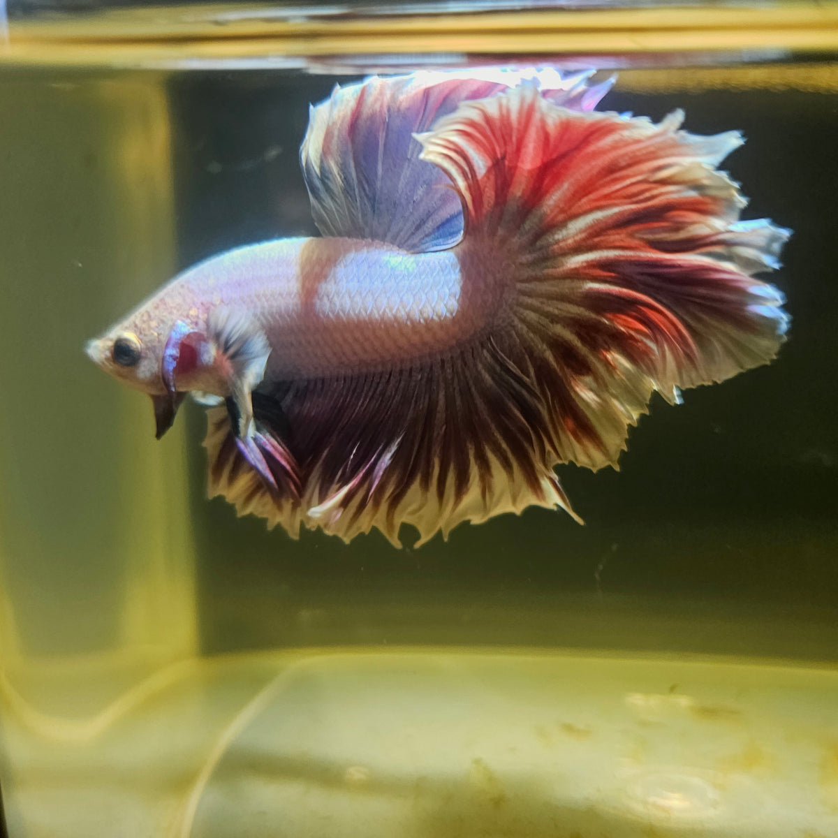 Light Color Maple Leaf Halfmoon Betta 2605A66