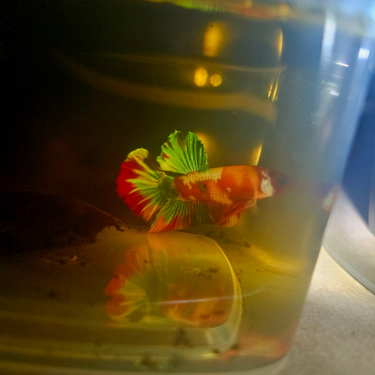 Nemo Candy Betta 260404