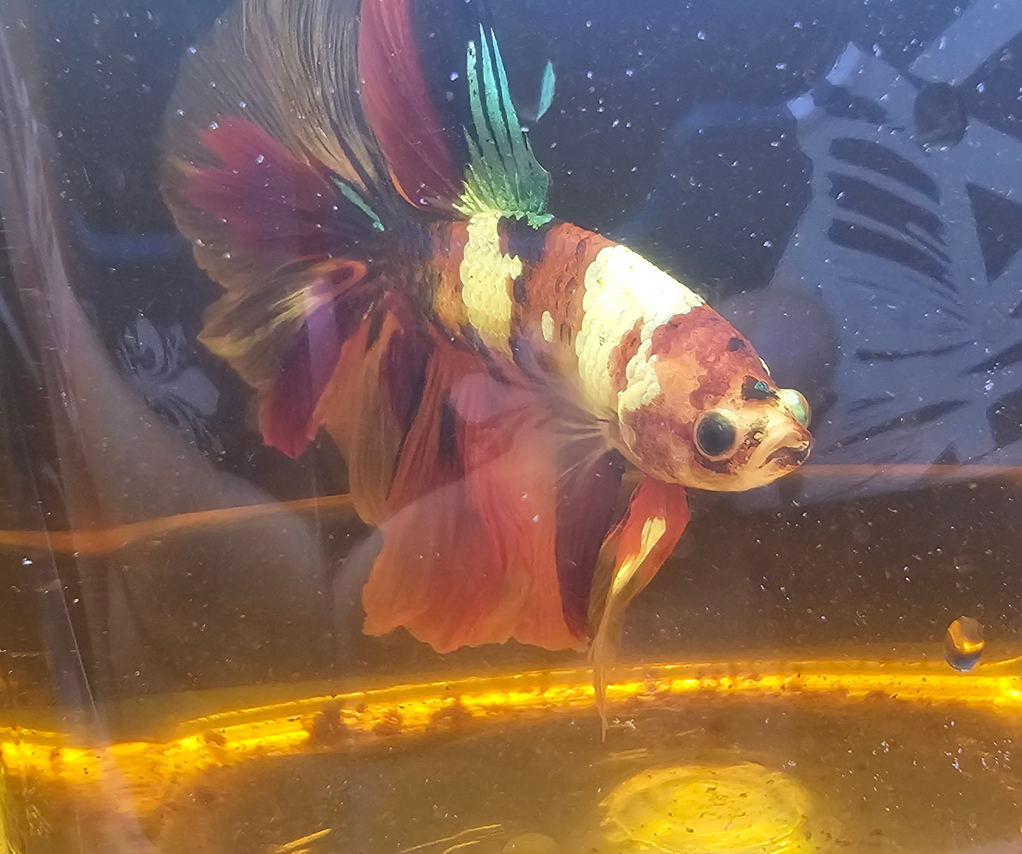 GALAXY CANDY HALFMOON 0503