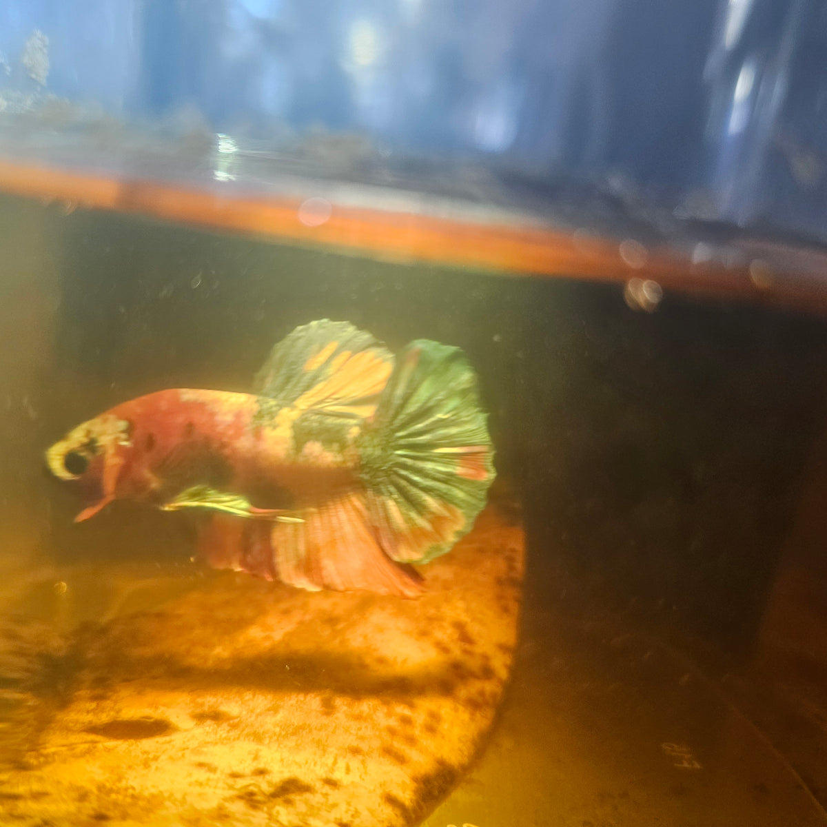 Nemo Candy Betta 260484