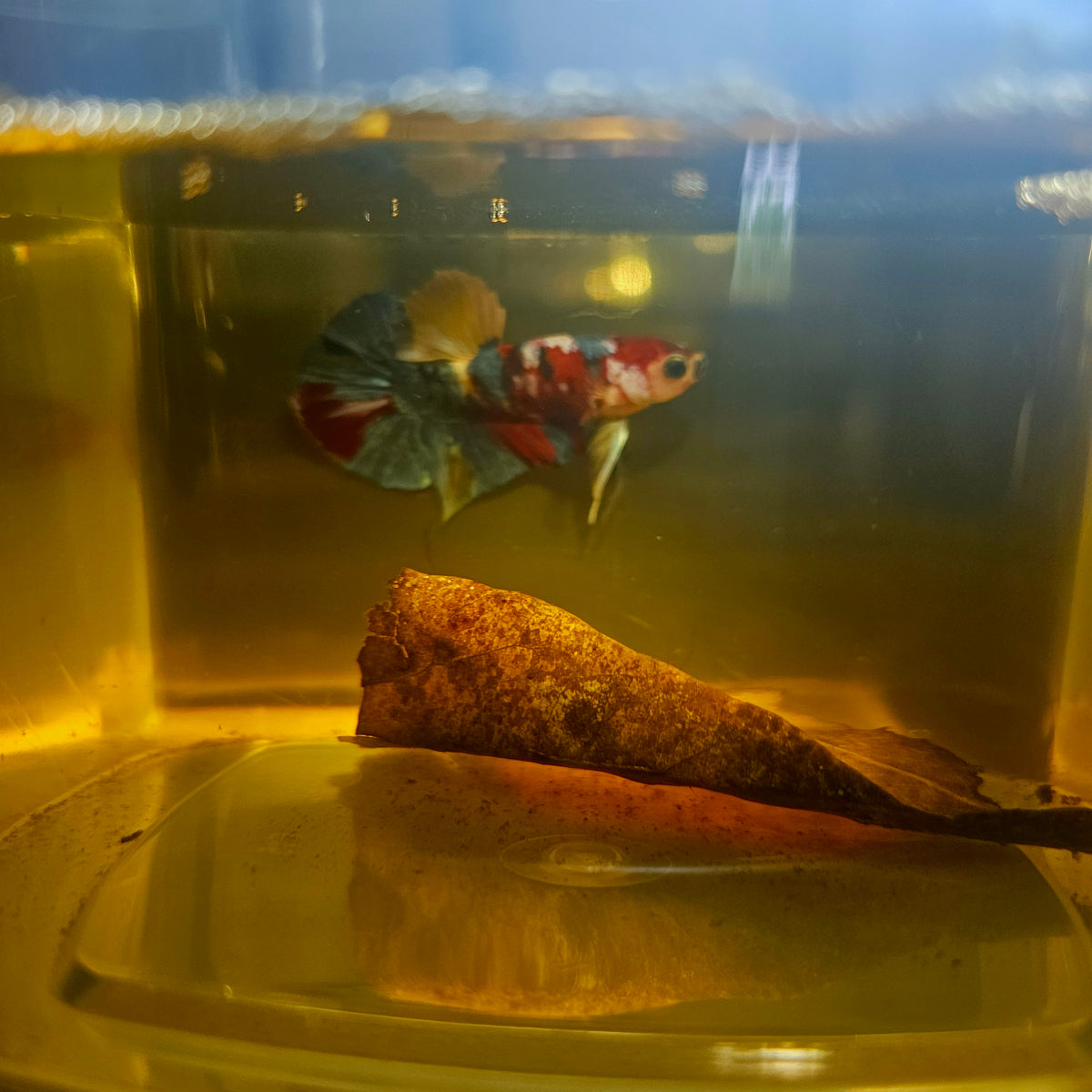 Nemo Candy Galaxy Betta 260416