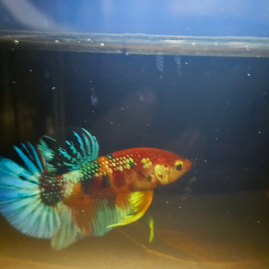 METALIC CANDY BETTA 260454