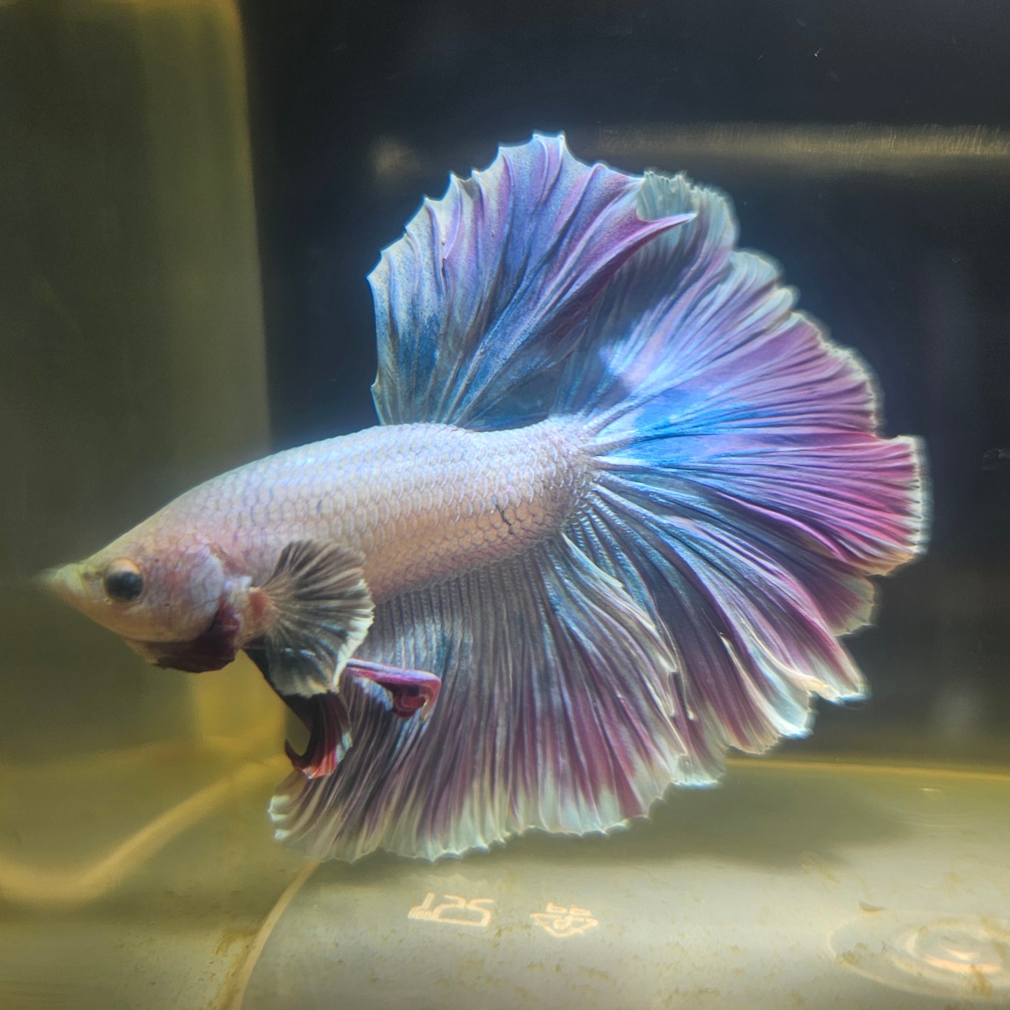 Dark Color Rosetail Halfmoon Betta 2605A54