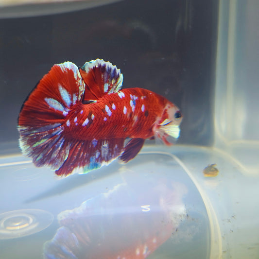 BARONGSAI BETTA 260483