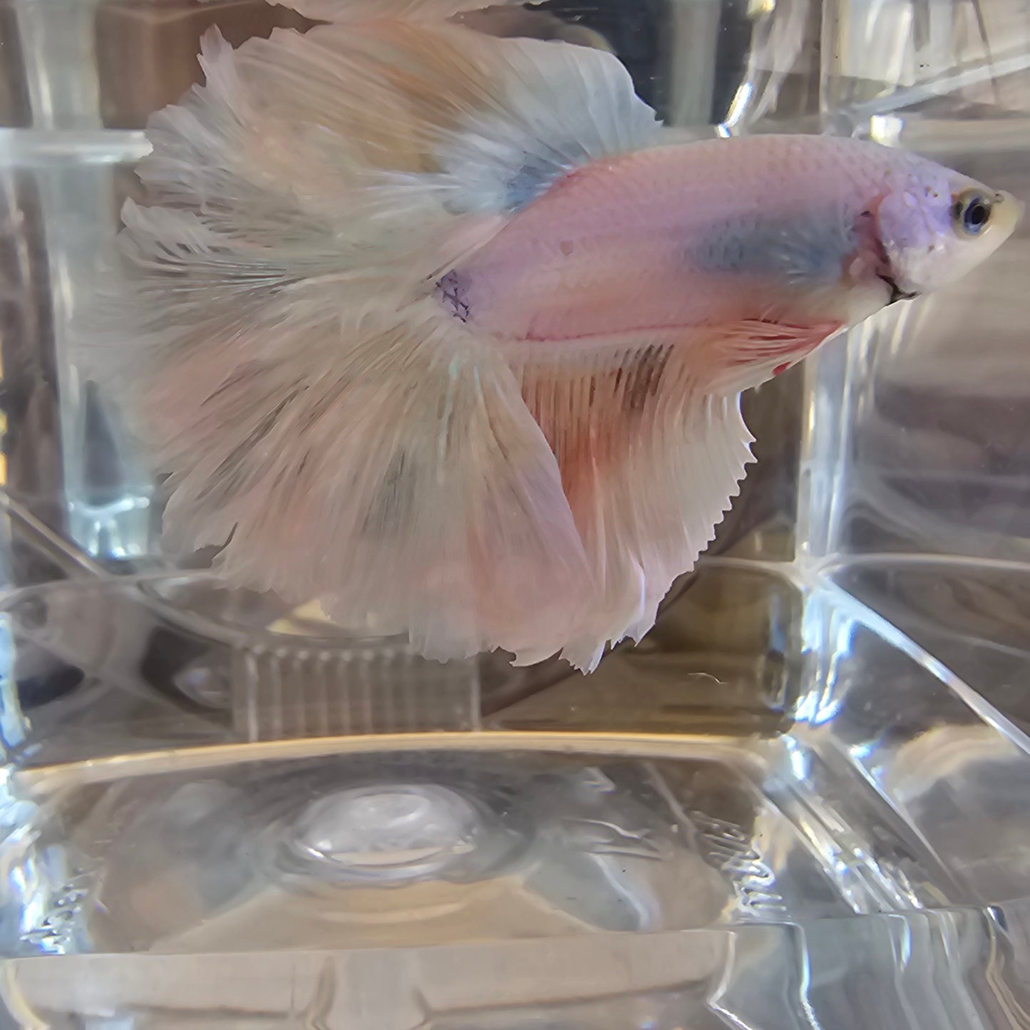 Halfmoon Apache pale pink 250722