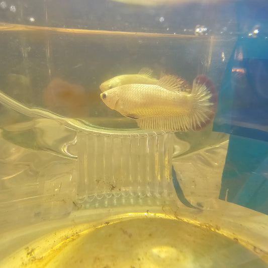 RED DRAGON METEOR TAIL(BREEDING GRADE)/星尾雪红龙种母2511100