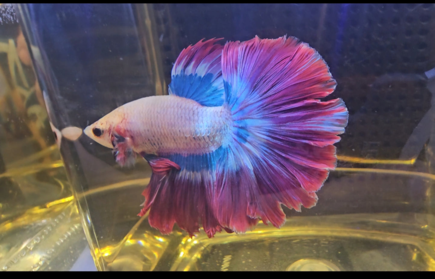 ROSE TAIL HALFMOON VIOLET(CODA CORTA)0505