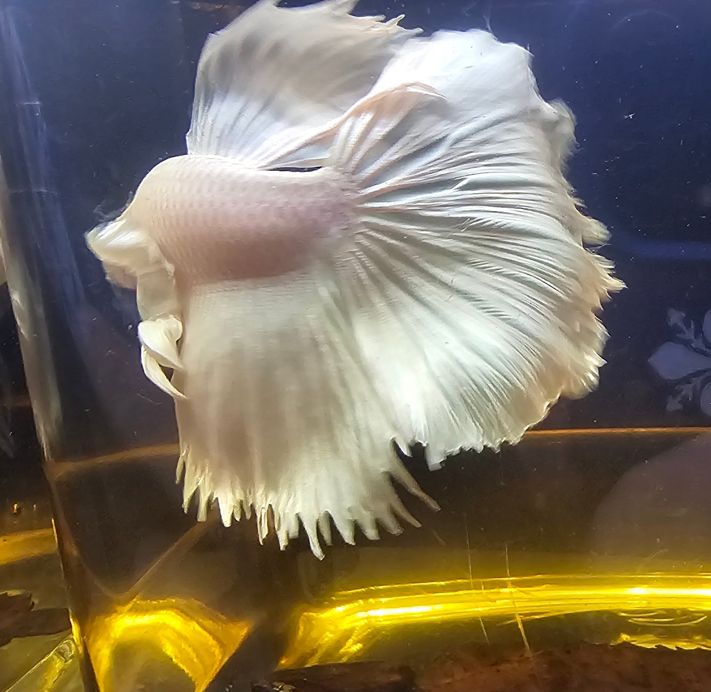 DUMBO HALFMOON BIANCO PURO 01