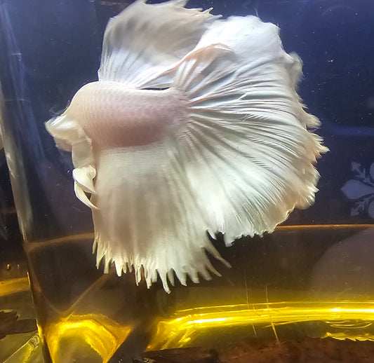 DUMBO HALFMOON BIANCO PURO 01