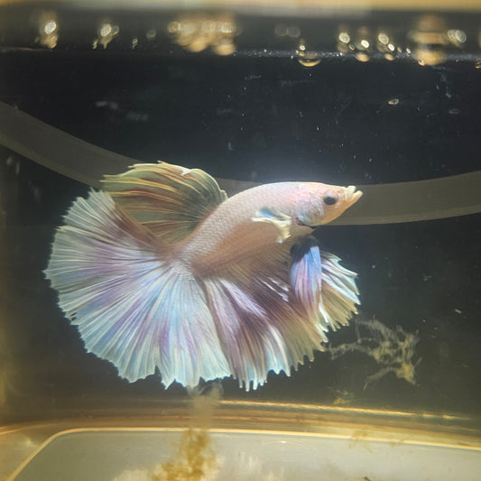 Light Color Rosetail Halfmoon Betta 2605A30