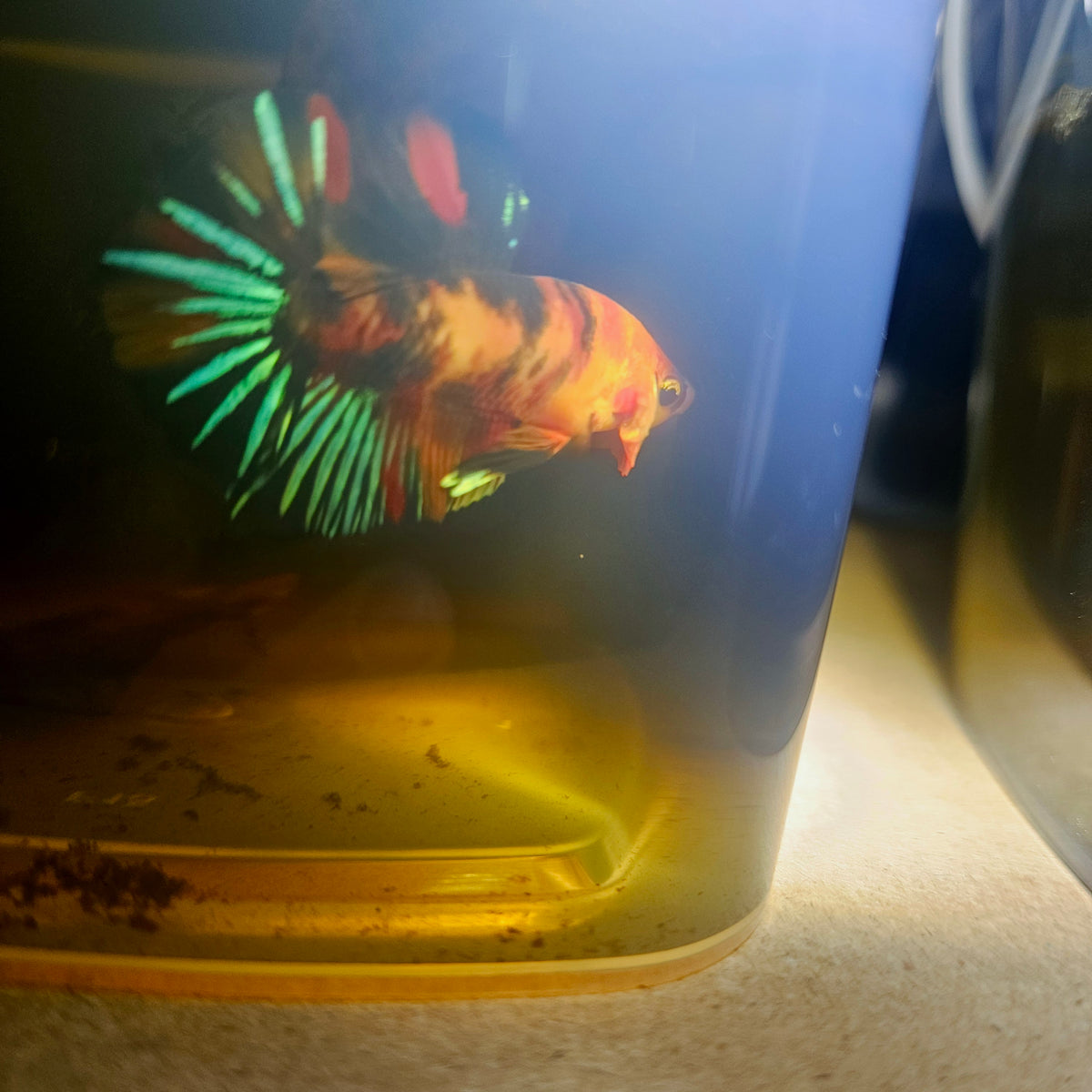 Nemo Candy Betta 260464