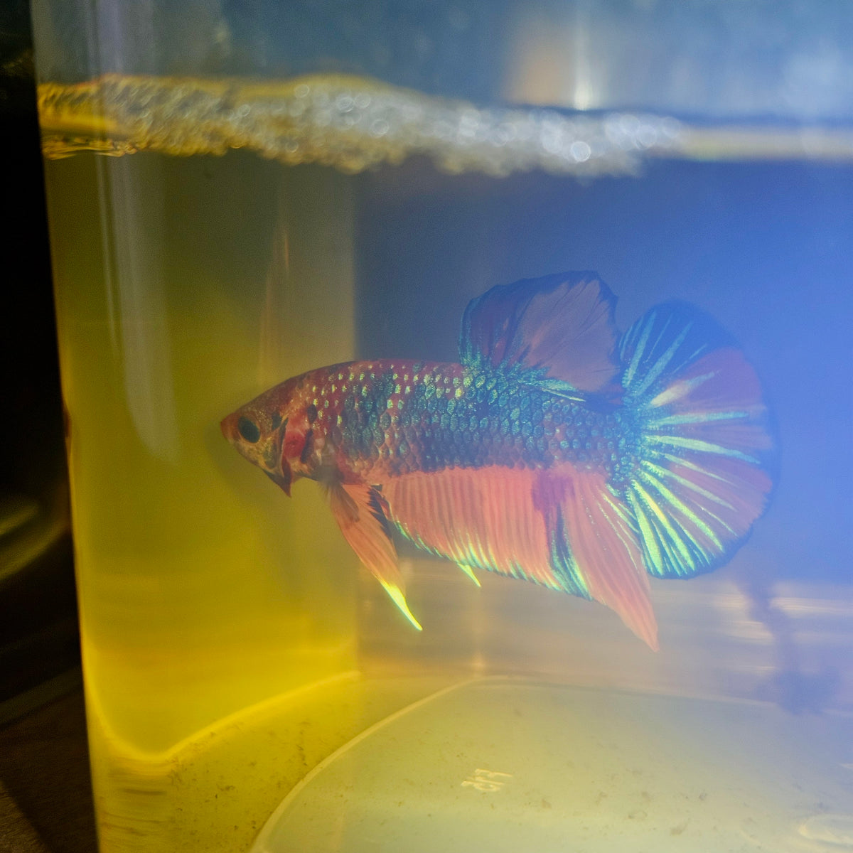 Metalic Candy Betta 260434